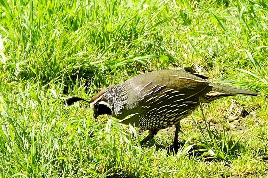California quail (Callipepla californica)