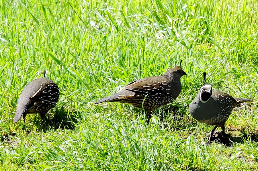 California quail (Callipepla californica)