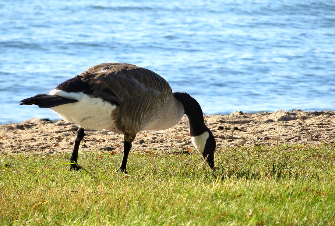 Canada Goose (Branta canadensis)