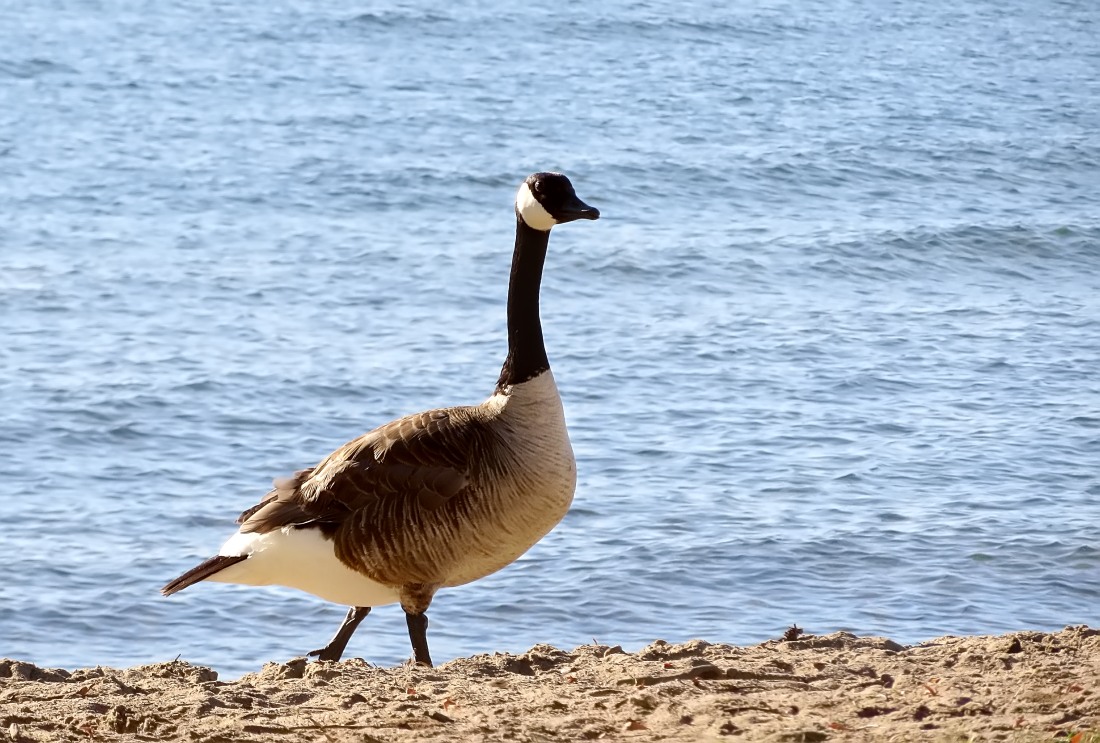 Canada Goose (Branta canadensis)