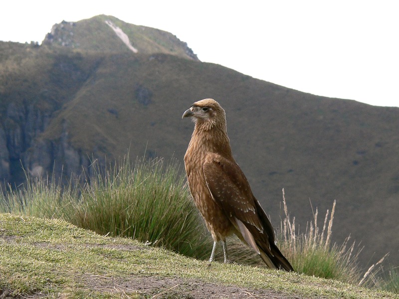 Carunculated Caracara (Phalcoboenus carunculatus)