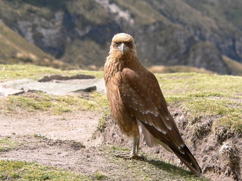 Carunculated Caracara (Phalcoboenus carunculatus)