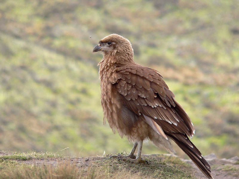 Carunculated Caracara (Phalcoboenus carunculatus)