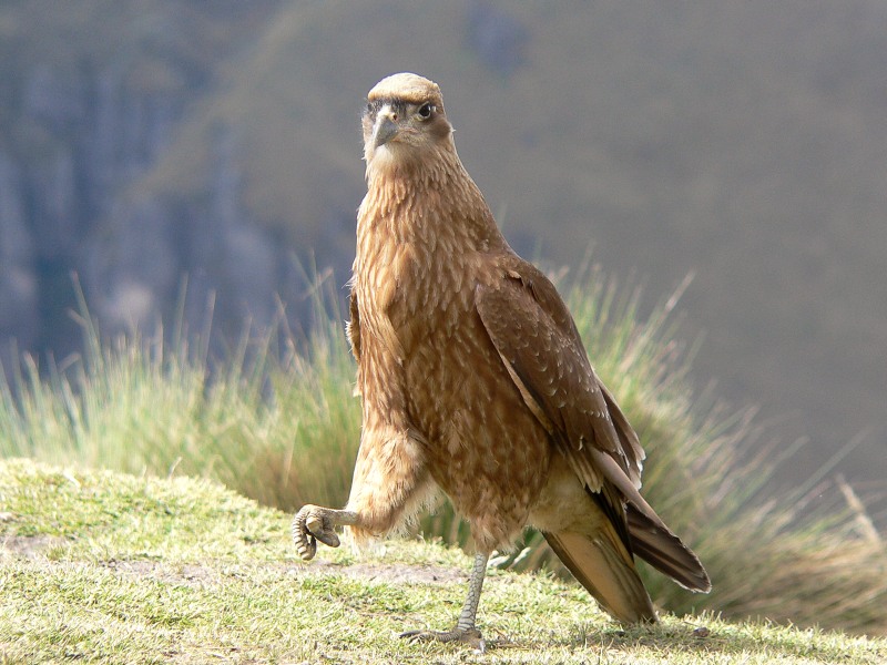 Carunculated Caracara (Phalcoboenus carunculatus)