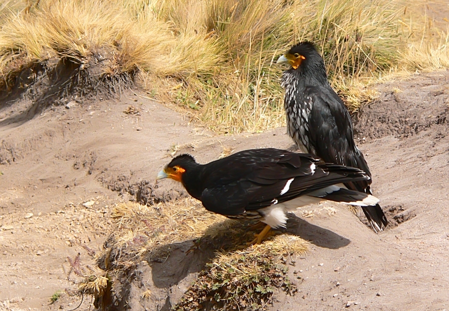 Caracara caruncolato (Phalcoboenus carunculatus)
