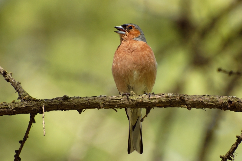 Chaffinch (Fringilla coelebs)