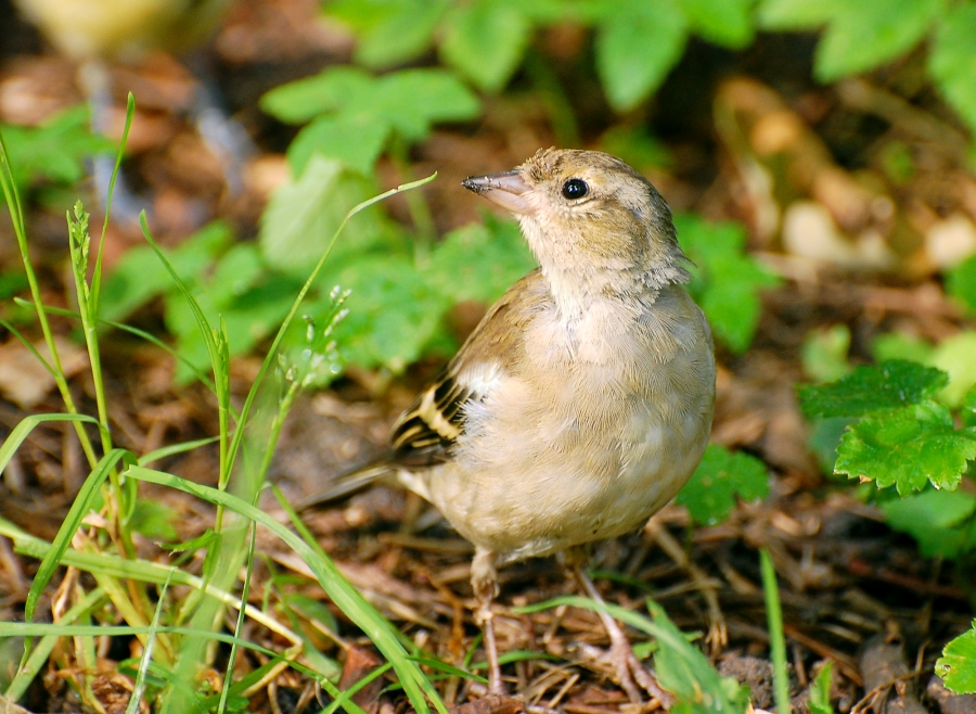 Chaffinch (Fringilla coelebs)