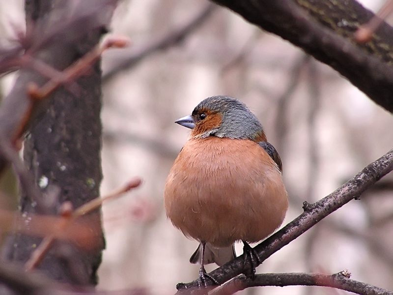 Chaffinch (Fringilla coelebs)