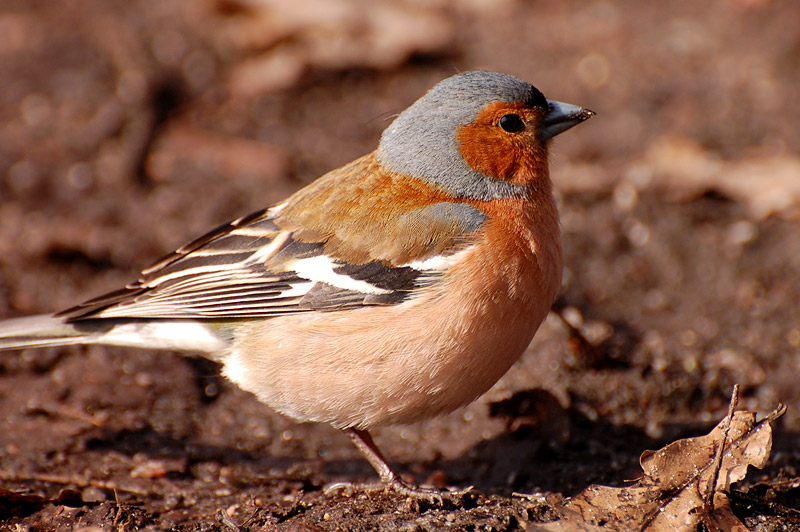 Chaffinch (Fringilla coelebs)