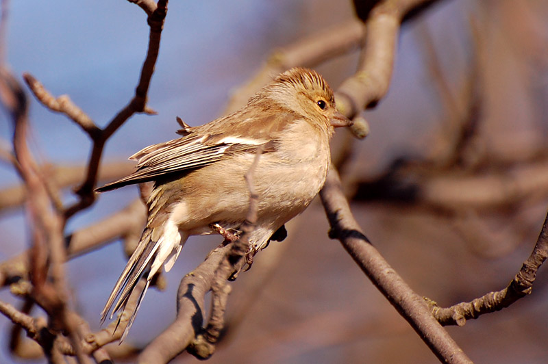 Chaffinch (Fringilla coelebs)