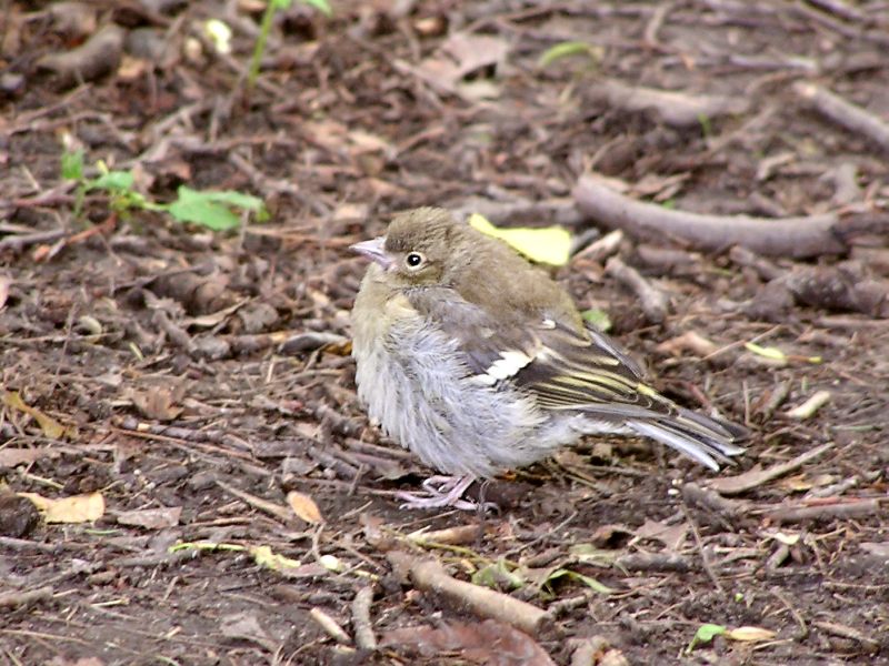 Chaffinch (Fringilla coelebs)