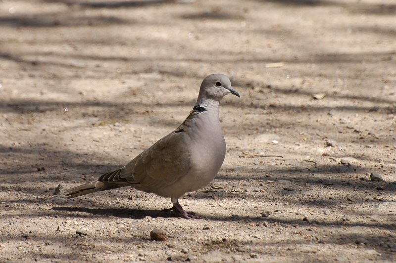Collared Dove (Streptopelia decaocto)