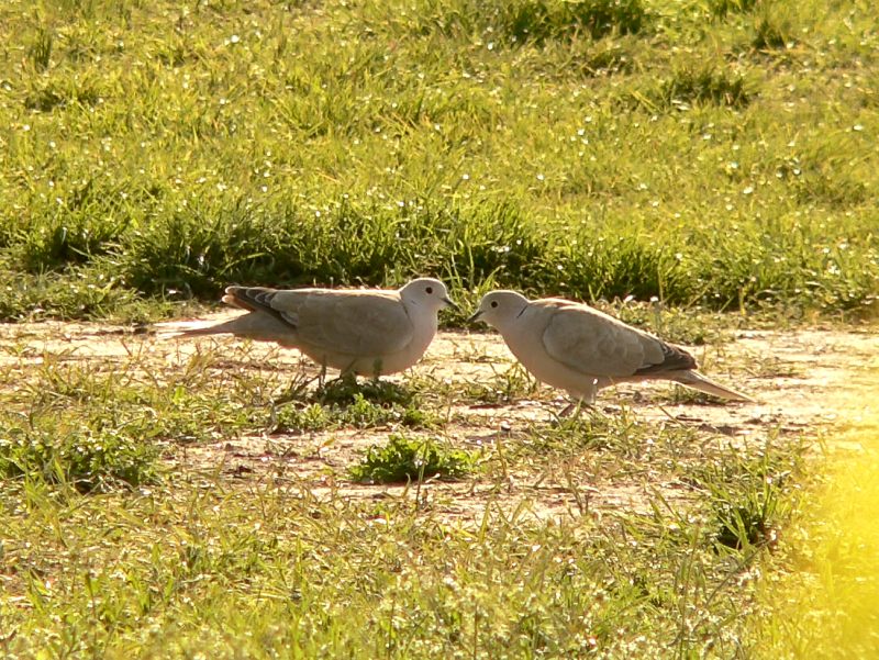 Collared Dove (Streptopelia decaocto)