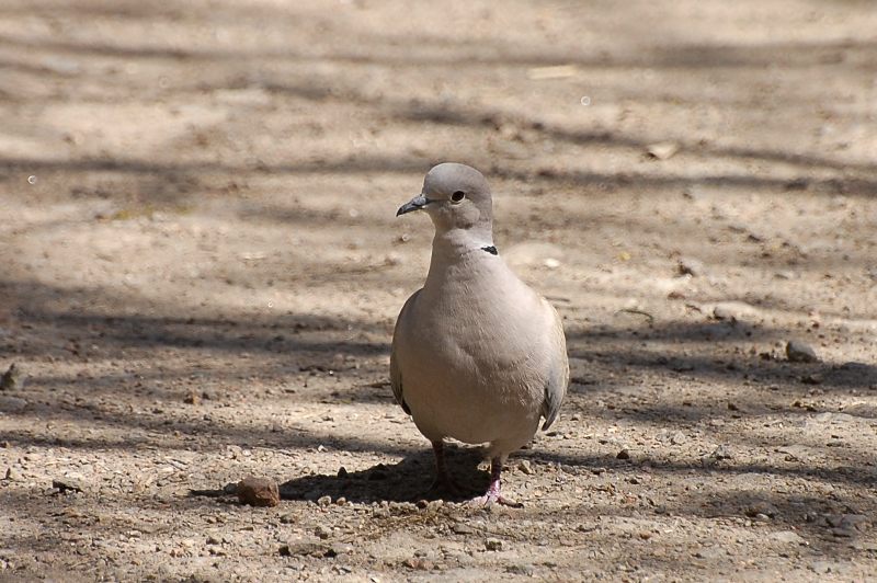 Collared Dove (Streptopelia decaocto)