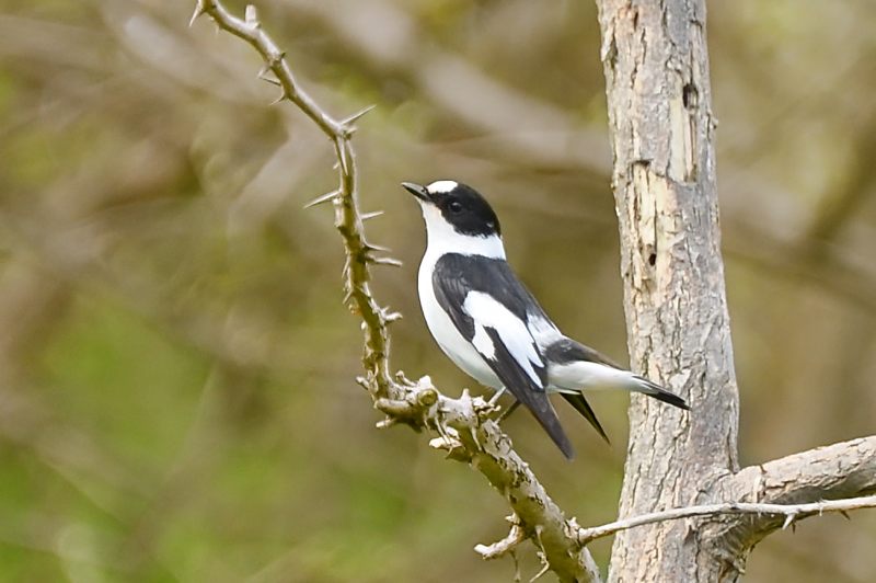 Collared Flycatche (Ficedula albicollis)