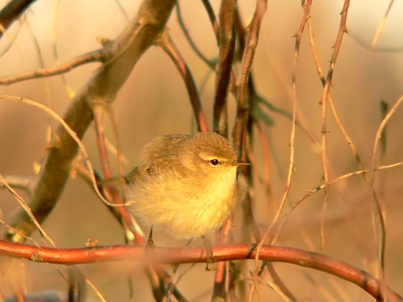Common Chiffchaff (Phylloscopus collybita)