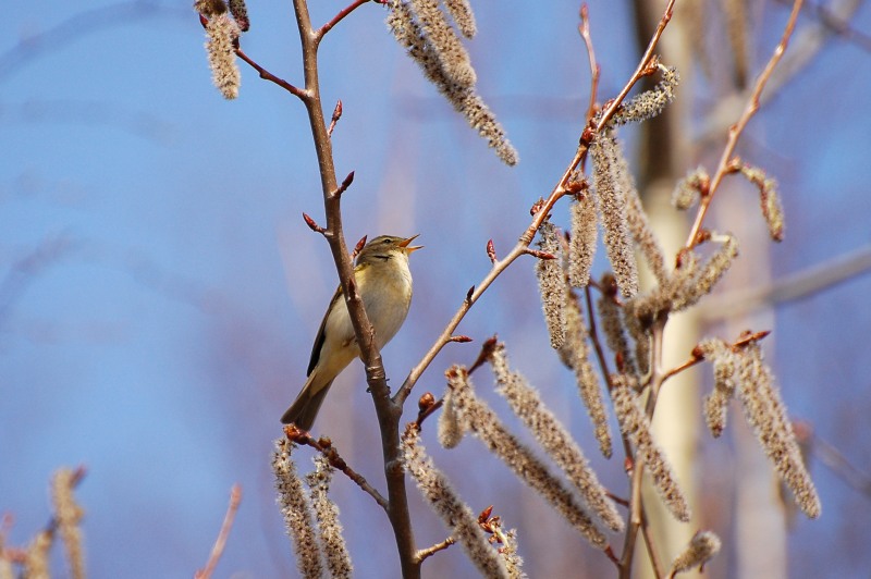Luì piccolo (Phylloscopus collybita)