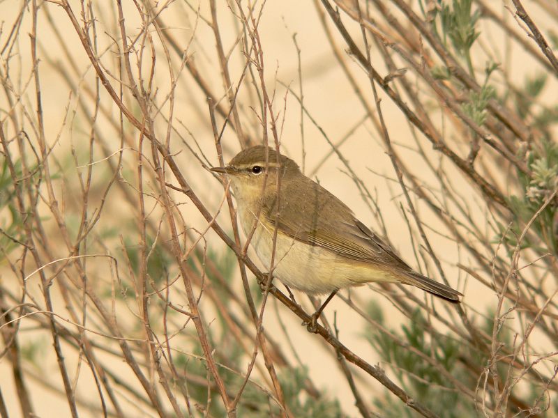 Luì piccolo (Phylloscopus collybita)