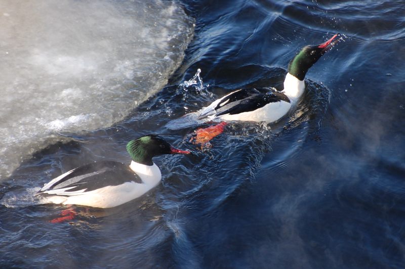 Common Merganser or Goosander (Mergus merganser)