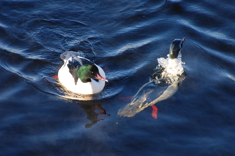 Common Merganser or Goosander (Mergus merganser)
