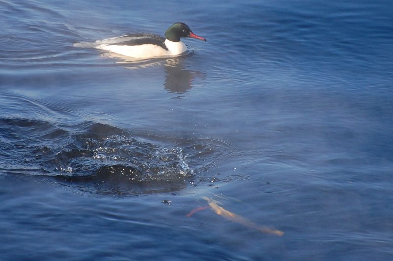 Common Merganser or Goosander (Mergus merganser)