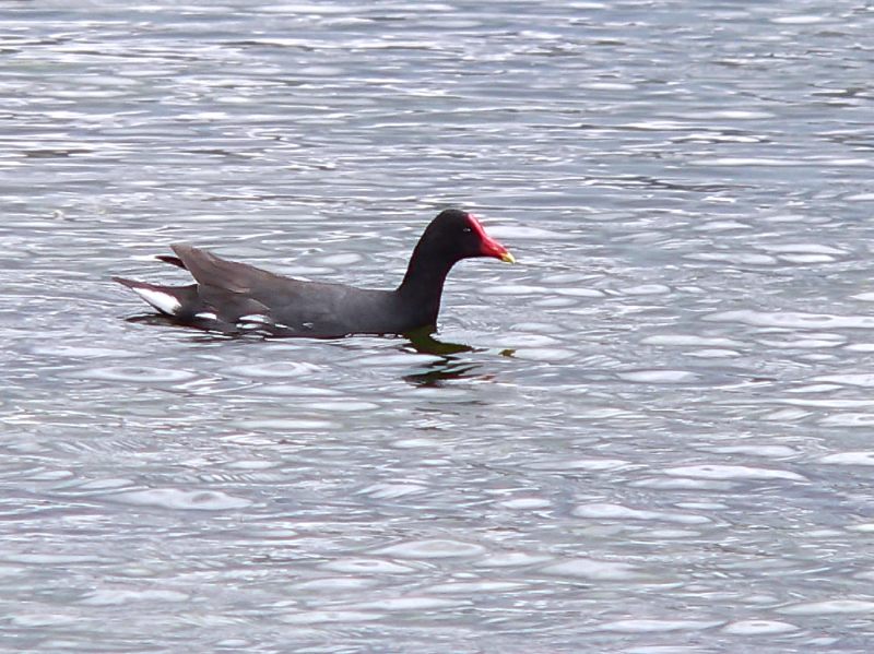 Common Moorhen, or Common Gallinule (Gallinula chloropus)