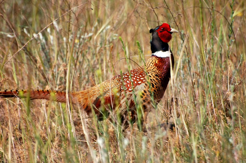 Common Pheasant (Phasianus colchicus)
