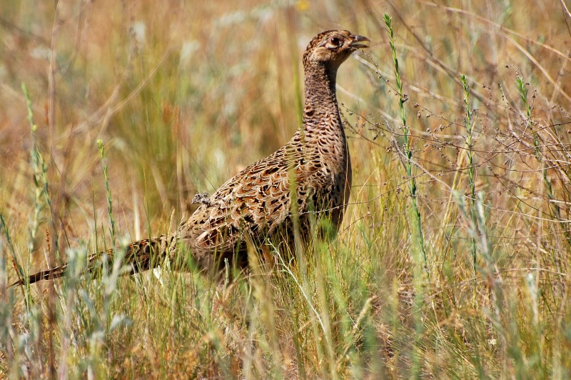 Fagiano comune (Phasianus colchicus)
