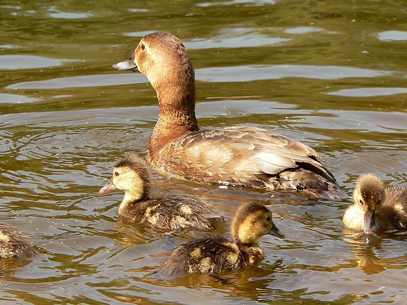 Common Pochard (Aythya ferina)