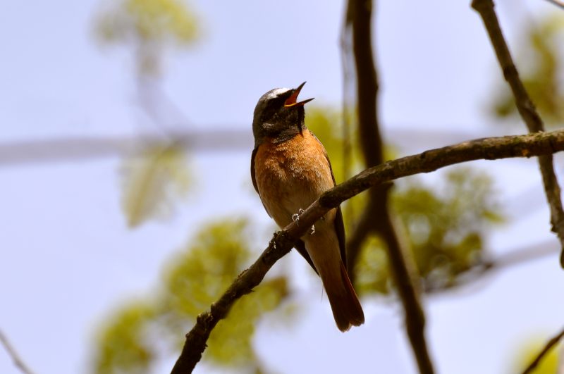 Common Redstart (Phoenicurus phoenicurus)