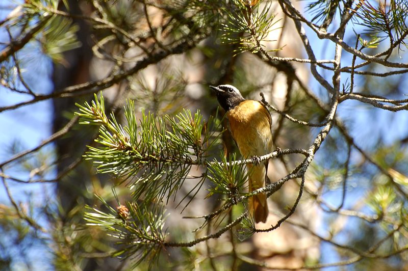 Common Redstart (Phoenicurus phoenicurus)