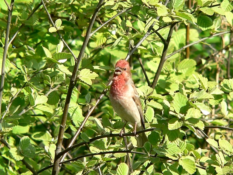 Common Rosefinch (Carpodacus erythrinus)