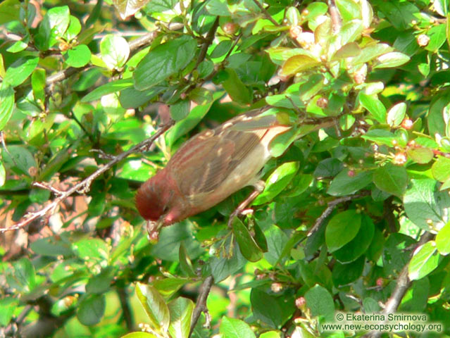 Common Rosefinch (Carpodacus erythrinus)