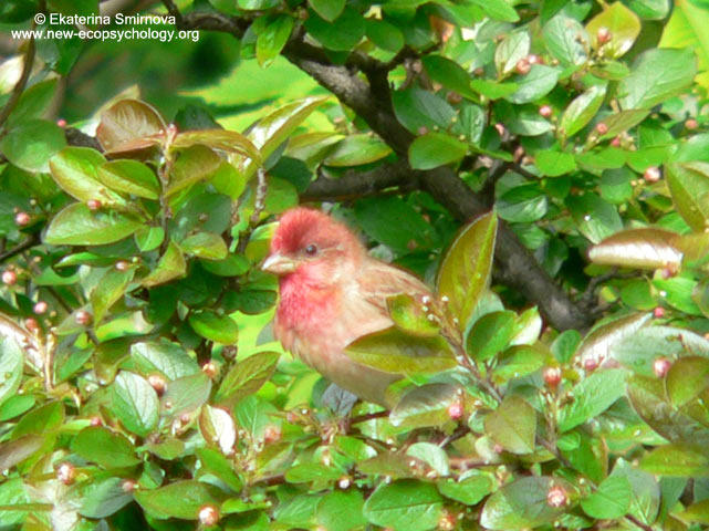 Common Rosefinch (Carpodacus erythrinus)