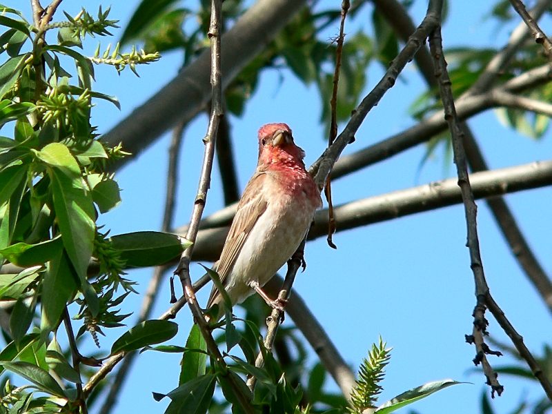 Common Rosefinch (Carpodacus erythrinus)