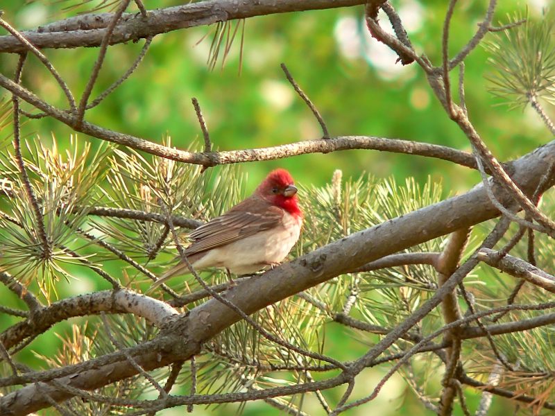 Common Rosefinch (Carpodacus erythrinus)