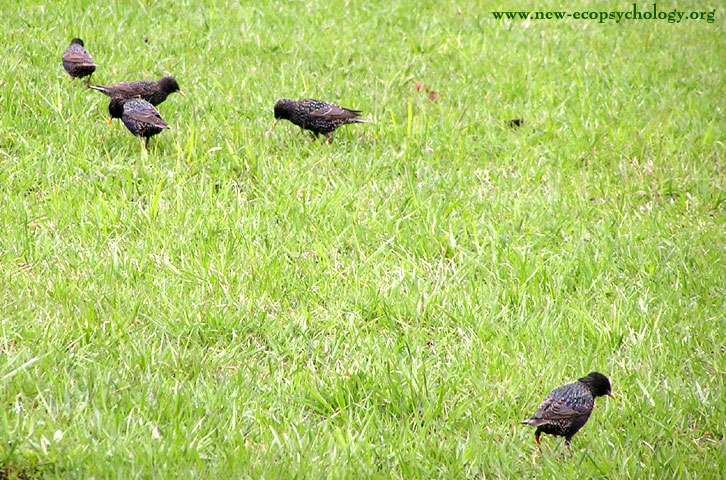 Common Starling (Sturnus vulgaris)