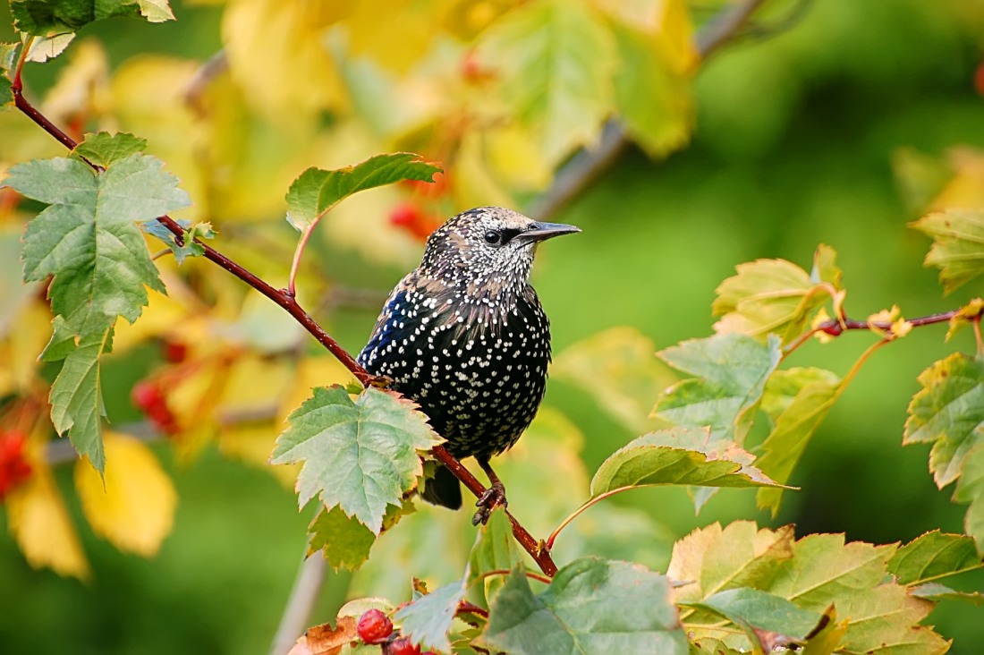 Common Starling (Sturnus vulgaris)