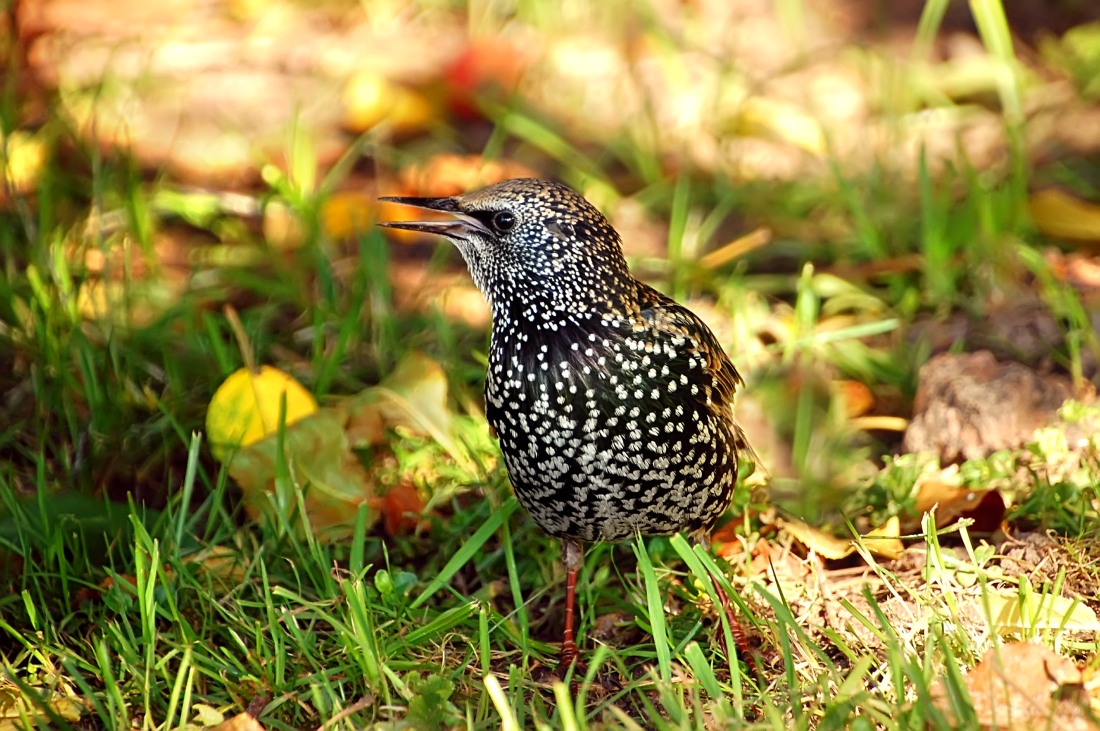 Common Starling (Sturnus vulgaris)