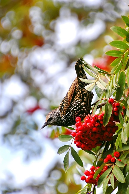 Storno (Sturnus vulgaris)