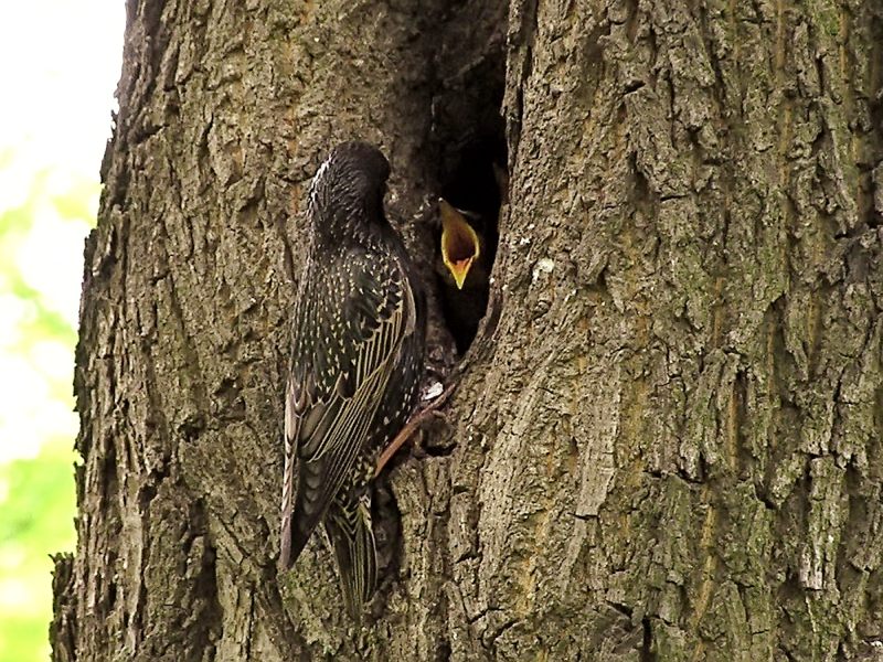 Common Starling (Sturnus vulgaris)