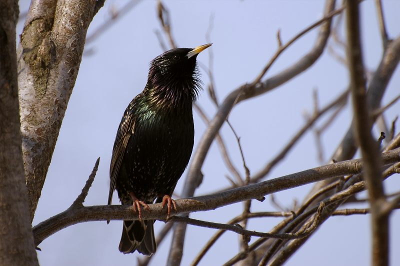 Common Starling (Sturnus vulgaris)