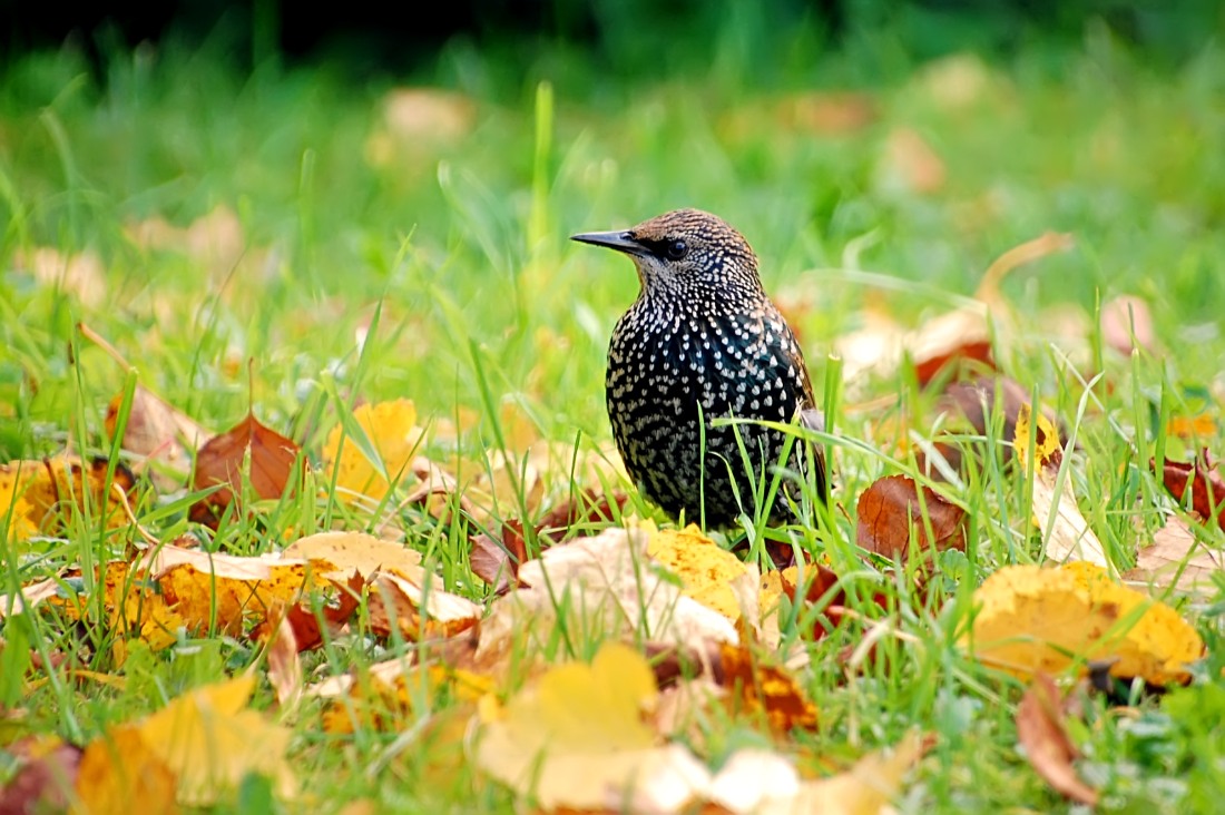 Common Starling (Sturnus vulgaris)