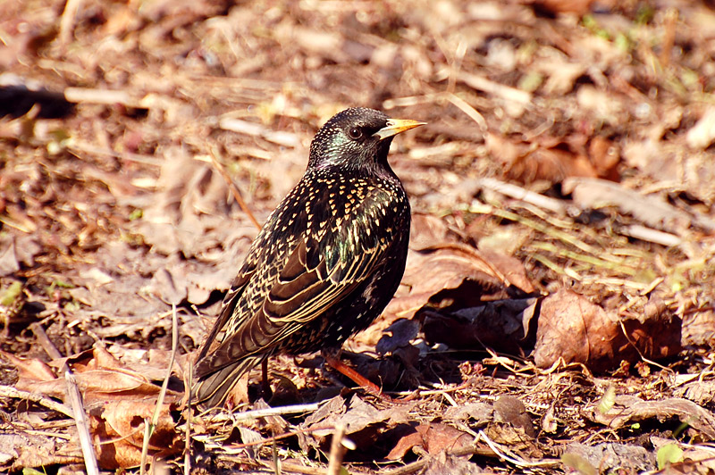 Common Starling (Sturnus vulgaris)