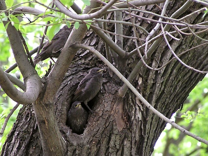 Common Starling (Sturnus vulgaris)