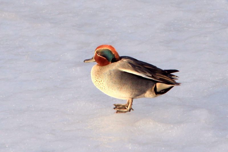 Common Teal or Eurasian Teal (Anas crecca)