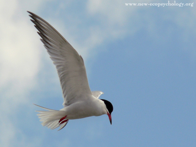 Sterna comune (Sterna hirundo)
