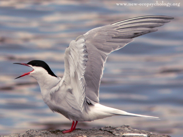 Sterna comune (Sterna hirundo)