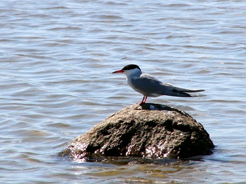 Common Tern (Sterna hirundo)