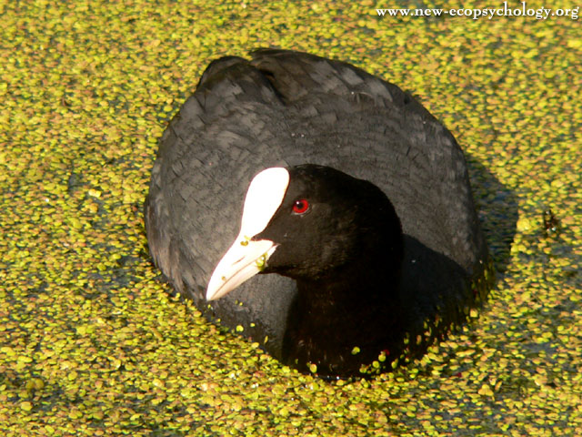 Coot (Fulica atra)